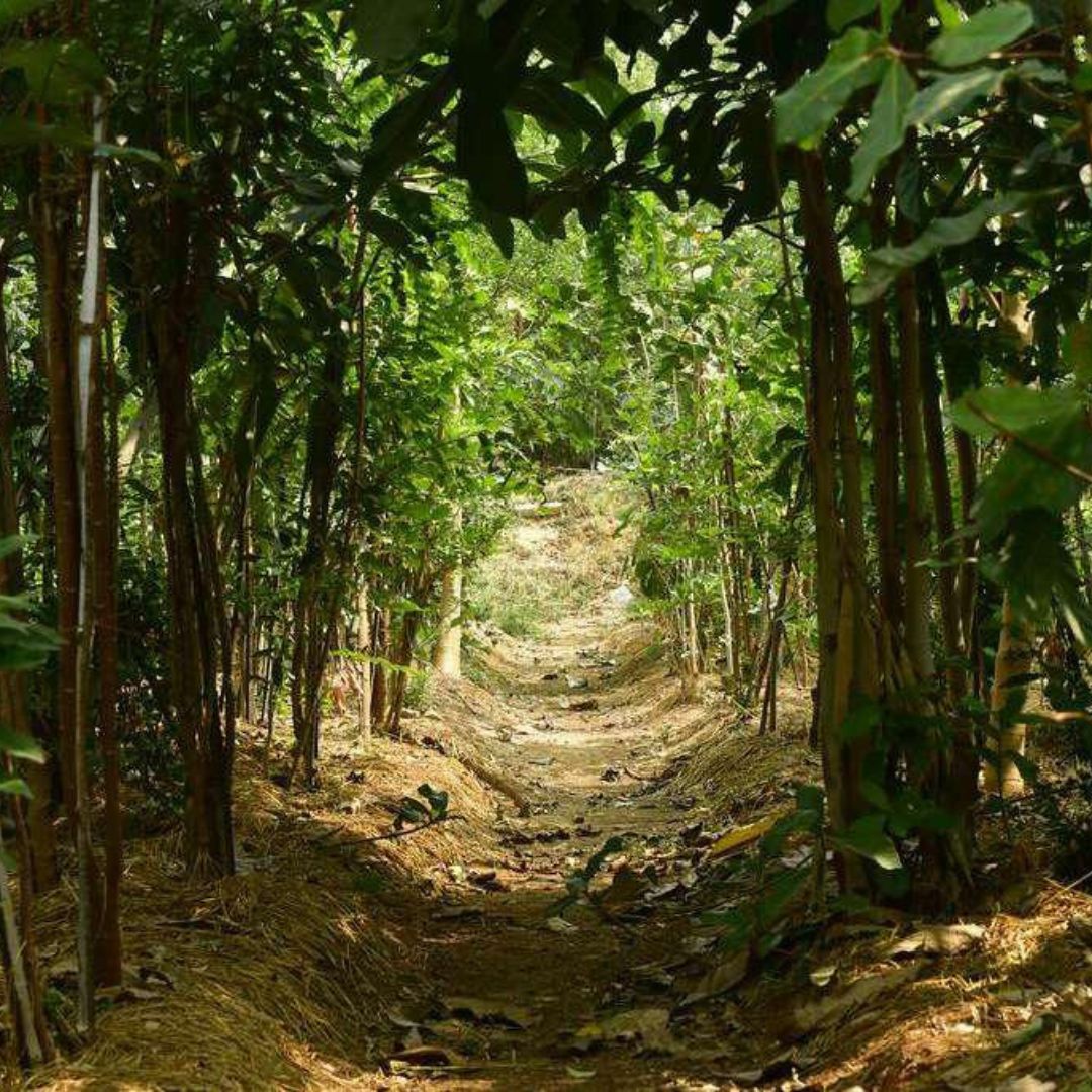 Nirala Grand Upcomig Project